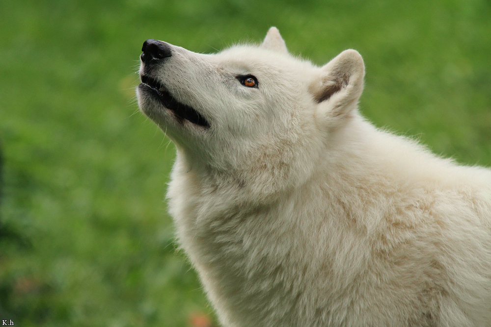 Wolf_Auh1209-Khan-05