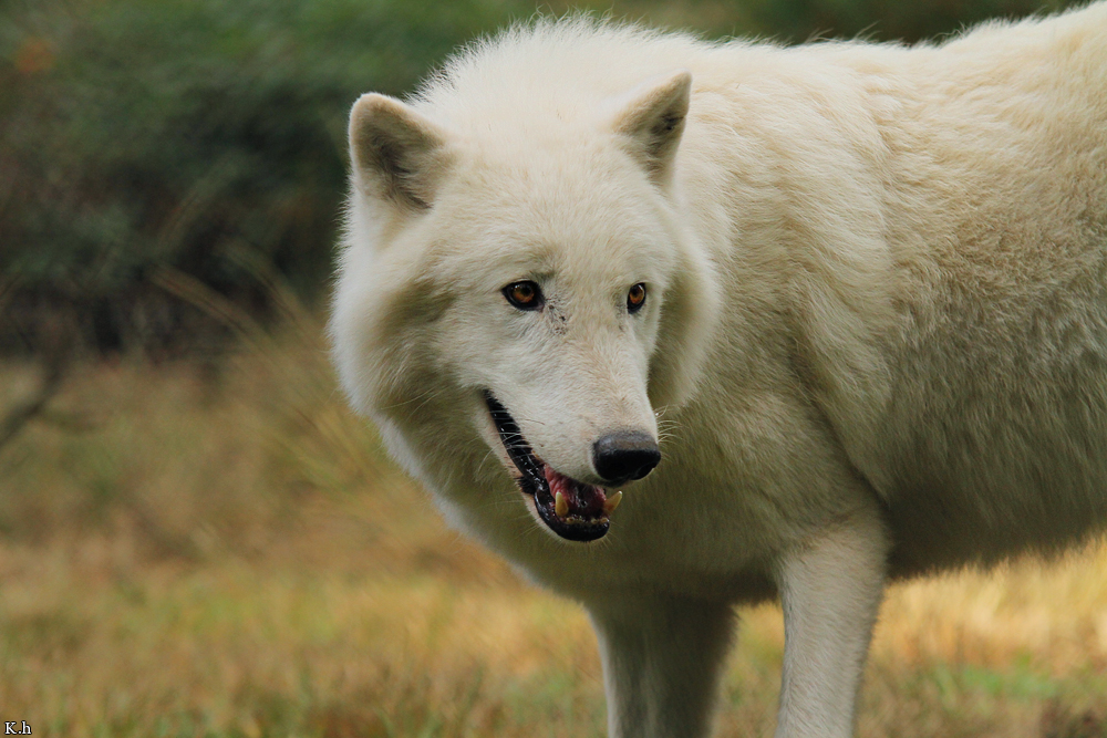 Wolf_Auh1209-Khan-08