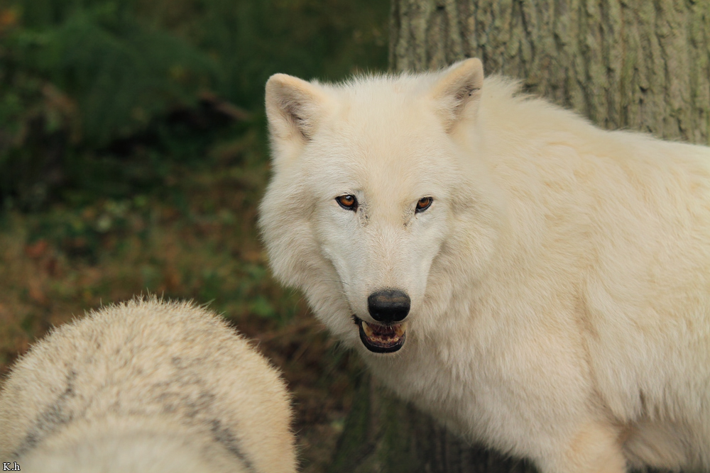 Wolf_Auh1209-Khan-09