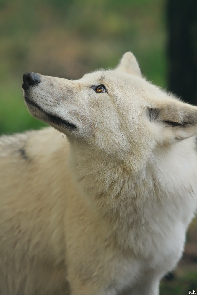 Wolf_Auh1209-Mon-06