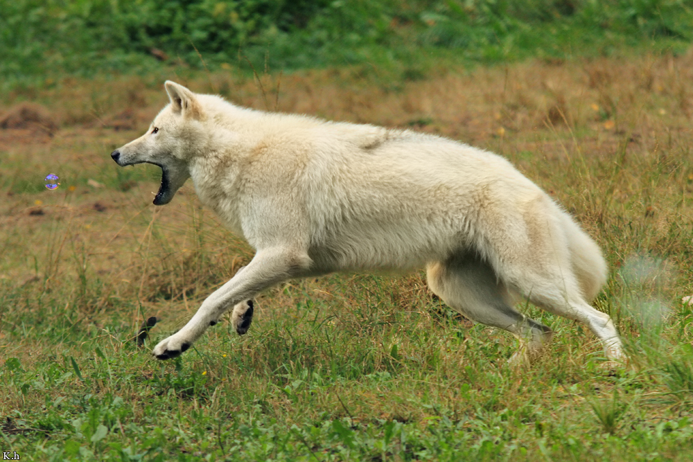Wolf_Auh1209-Mon-08