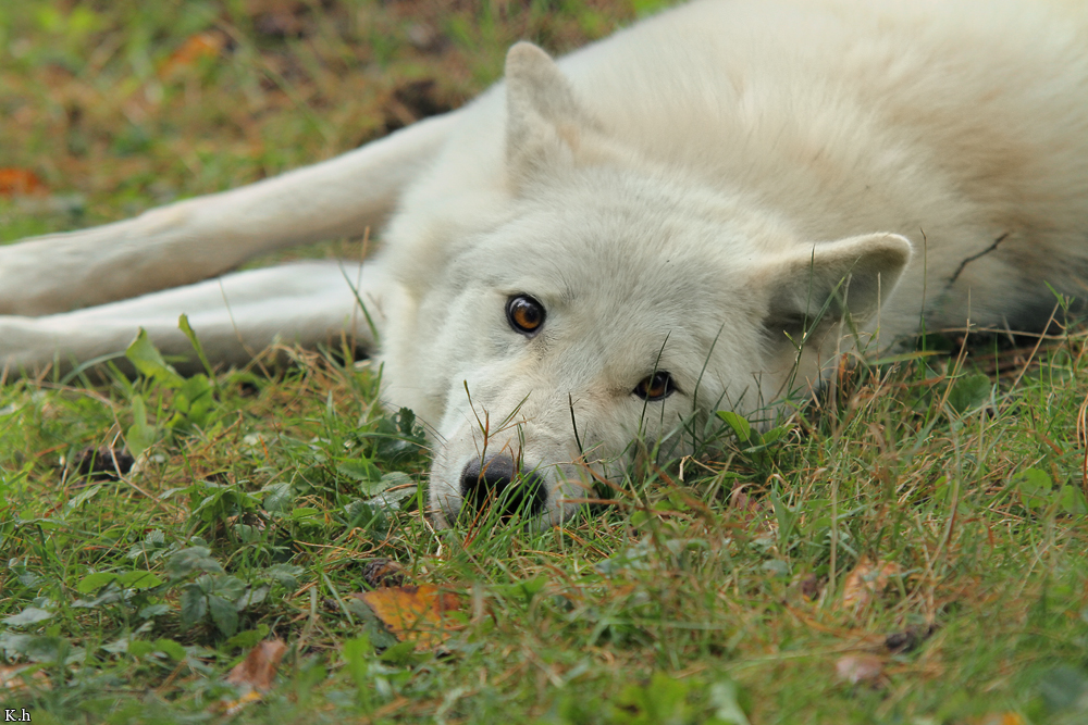 Wolf_Auh1209-Mon-09