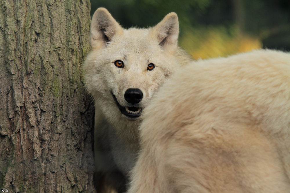 Wolf_Auh1209-Mon-10