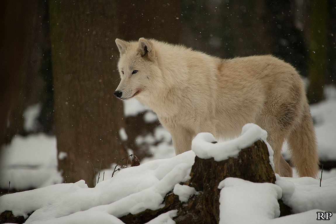 schoenbrunn1802ria_svenja-22