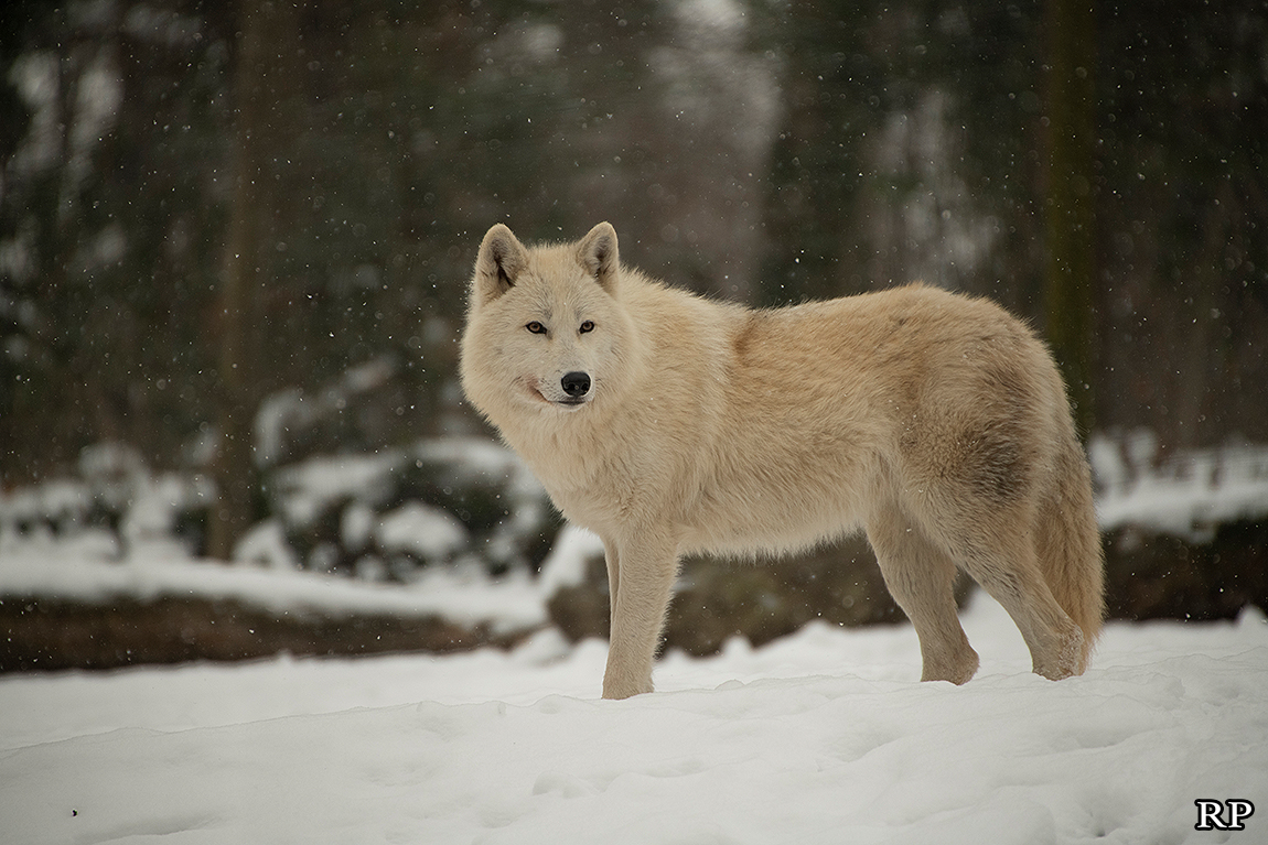 schoenbrunn1802ria_svenja-26