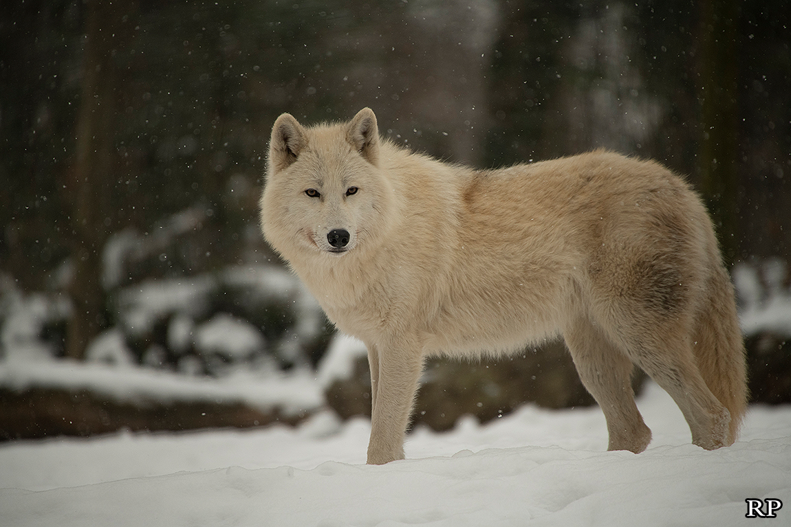 schoenbrunn1802ria_svenja-27