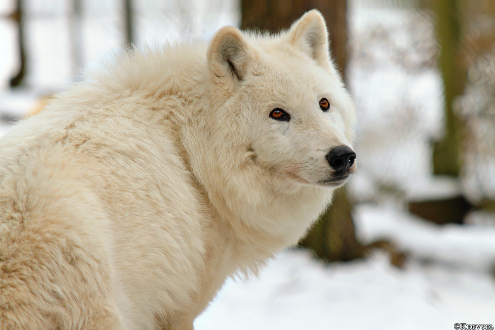 Kati_Luneburg1303_Nanuk-05