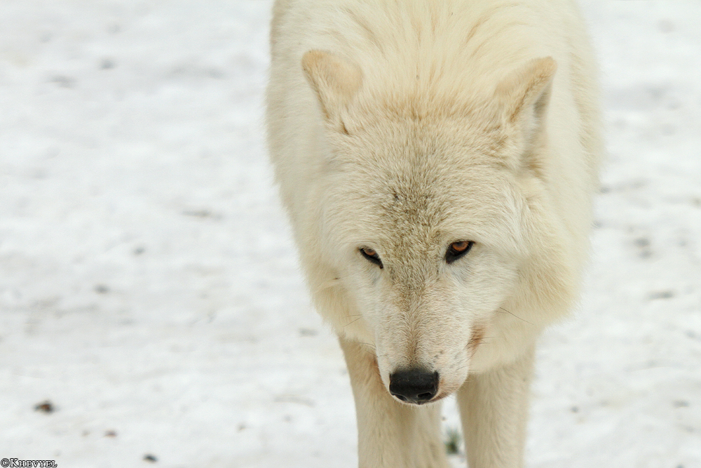 Kati_Luneburg1303_Nanuk-11