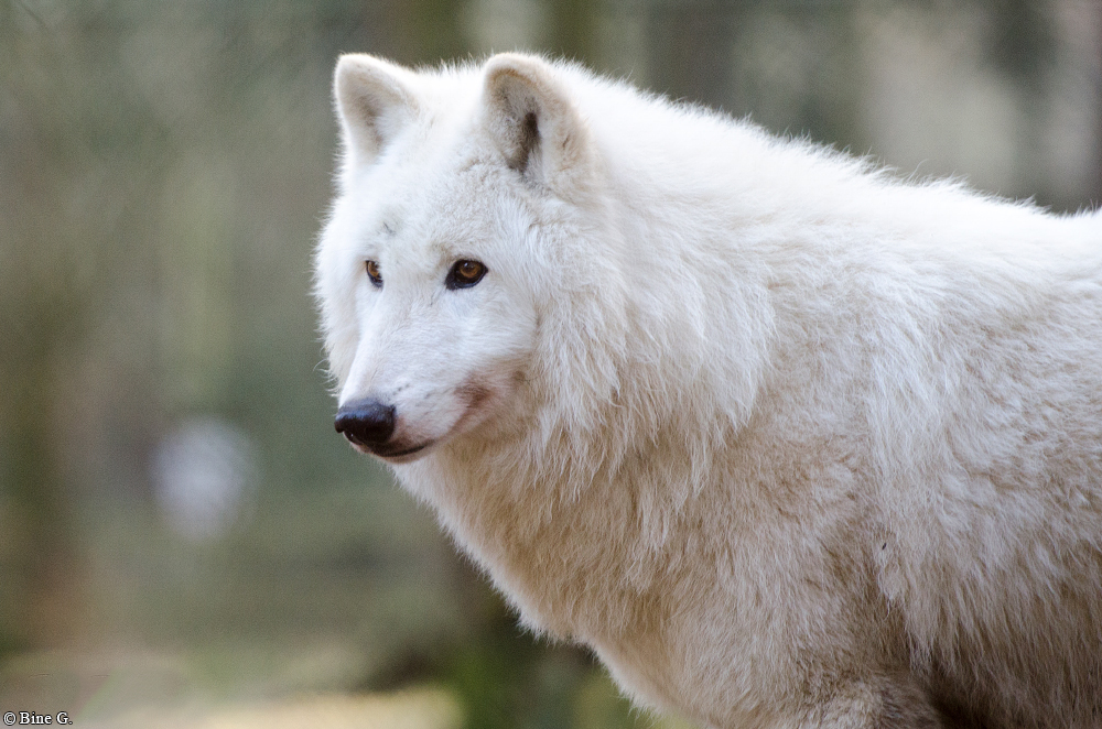 Lueneburg1307BineG_Nanuk-02