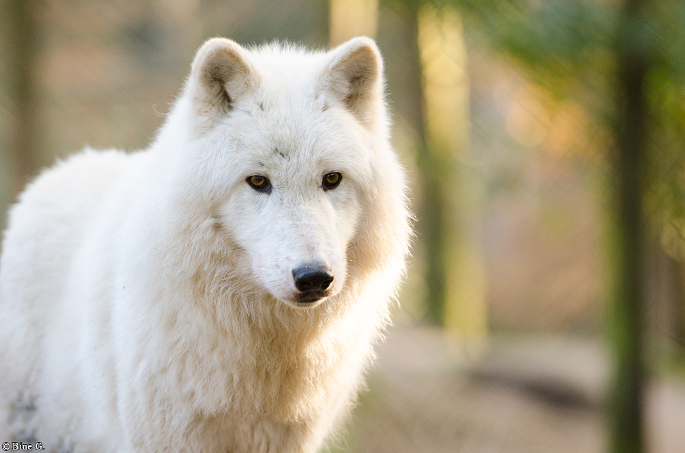 Lueneburg1307BineG_Nanuk-03