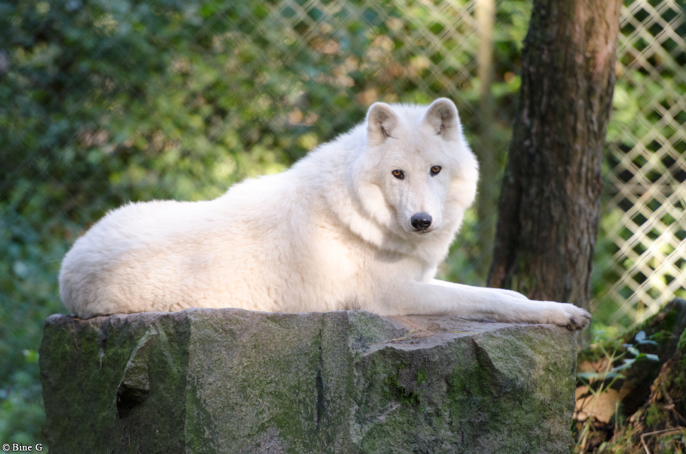 Lueneburg1307BineG_Nanuk-30