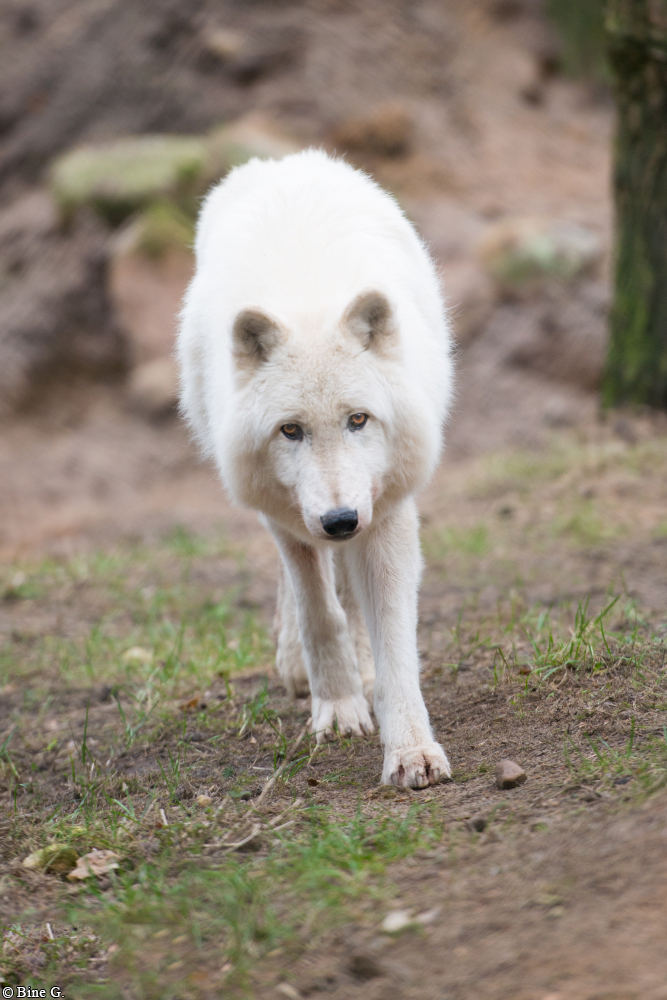 Lueneburg1507BineG_Nanuk-02