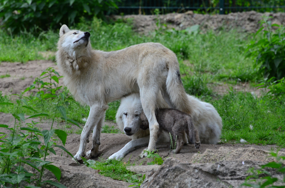 ZooBerlin1107BineG_All-08