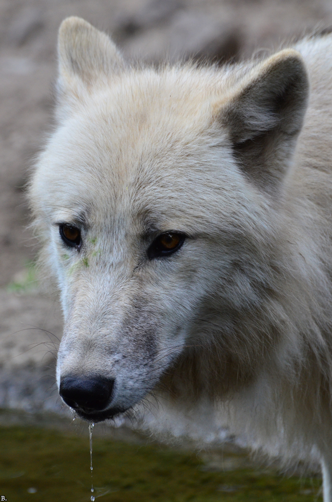 ZooBerlin1107BineG_All-09