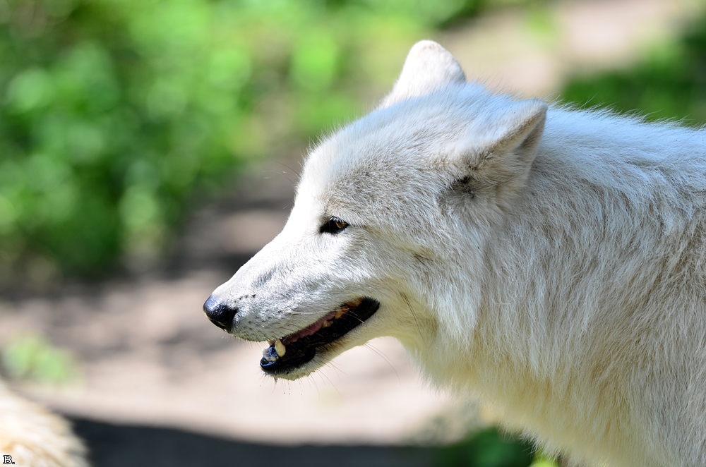 ZooBerlin1207BineG_All-03