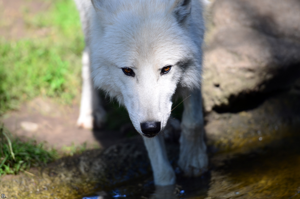 ZooBerlin1207BineG_All-05