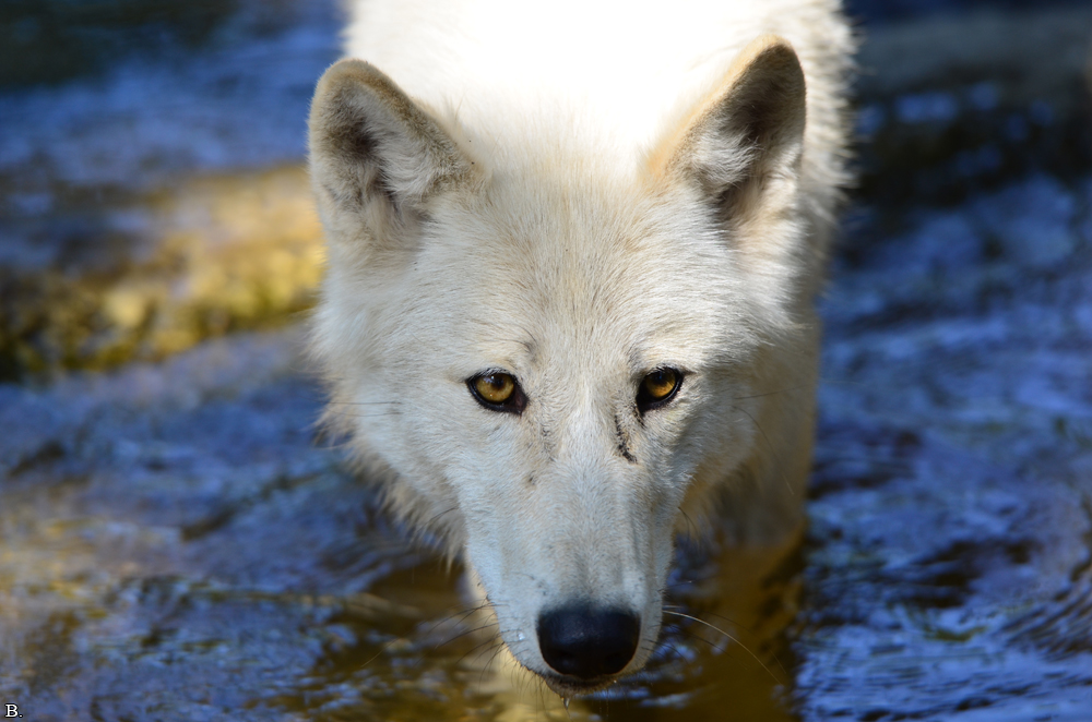 ZooBerlin1207BineG_All-08