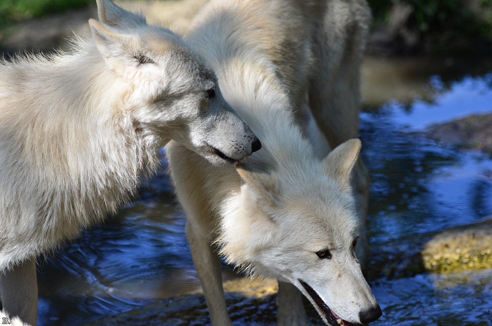 ZooBerlin1207BineG_All-11