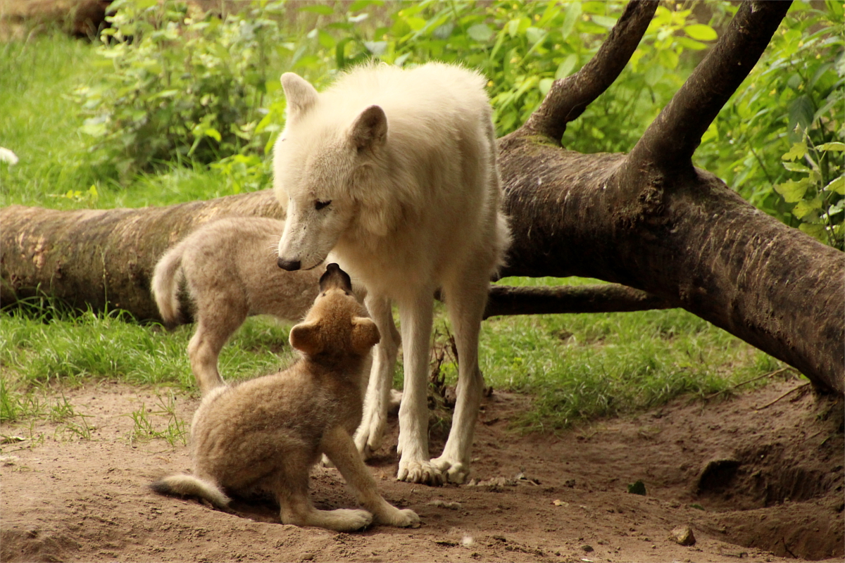 ZooBerlin1406LinaT_Pelle-03