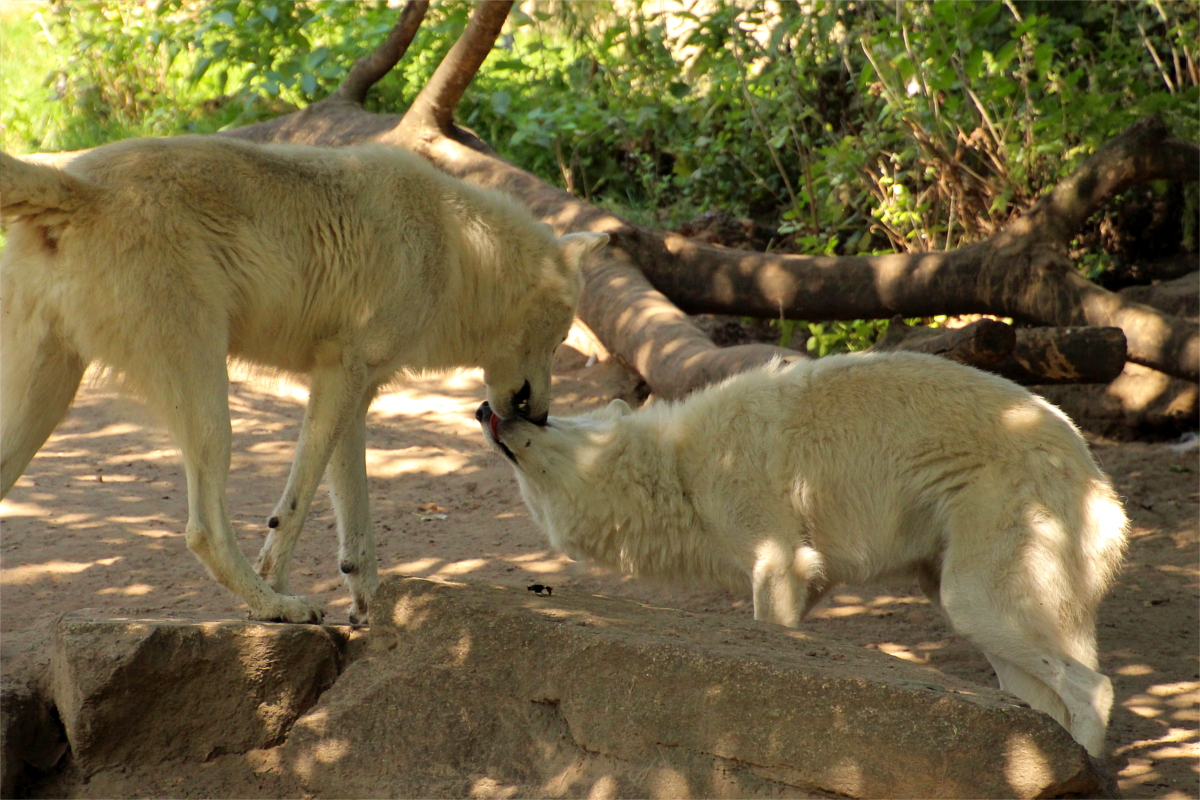 ZooBerlin1408LinaT_all-02
