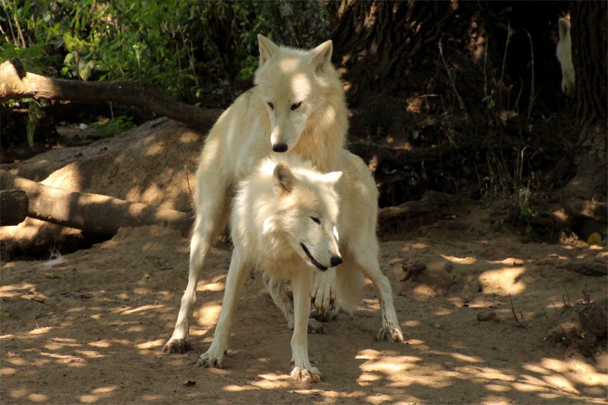ZooBerlin1408LinaT_all-06