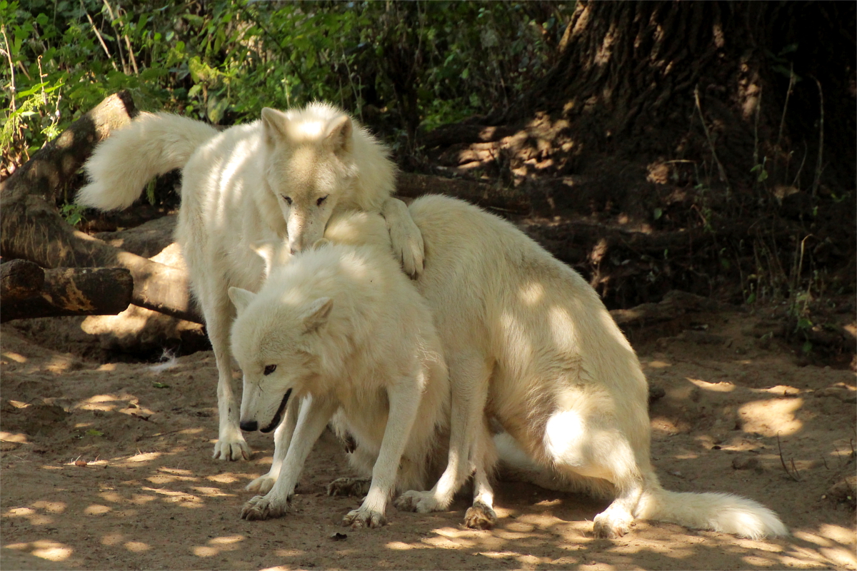 ZooBerlin1408LinaT_all-08