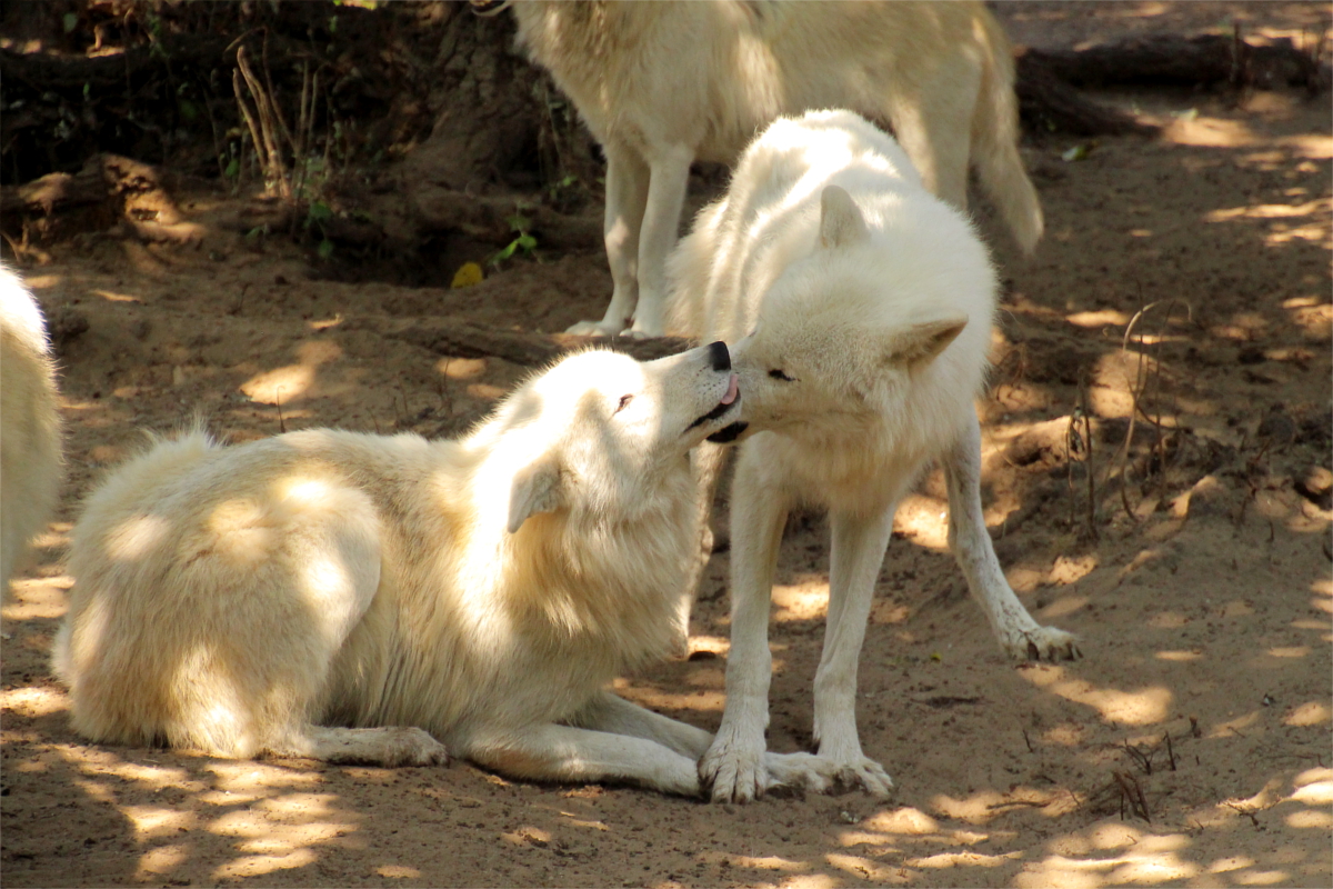 ZooBerlin1408LinaT_all-29