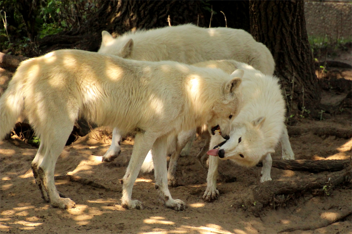 ZooBerlin1408LinaT_all-32
