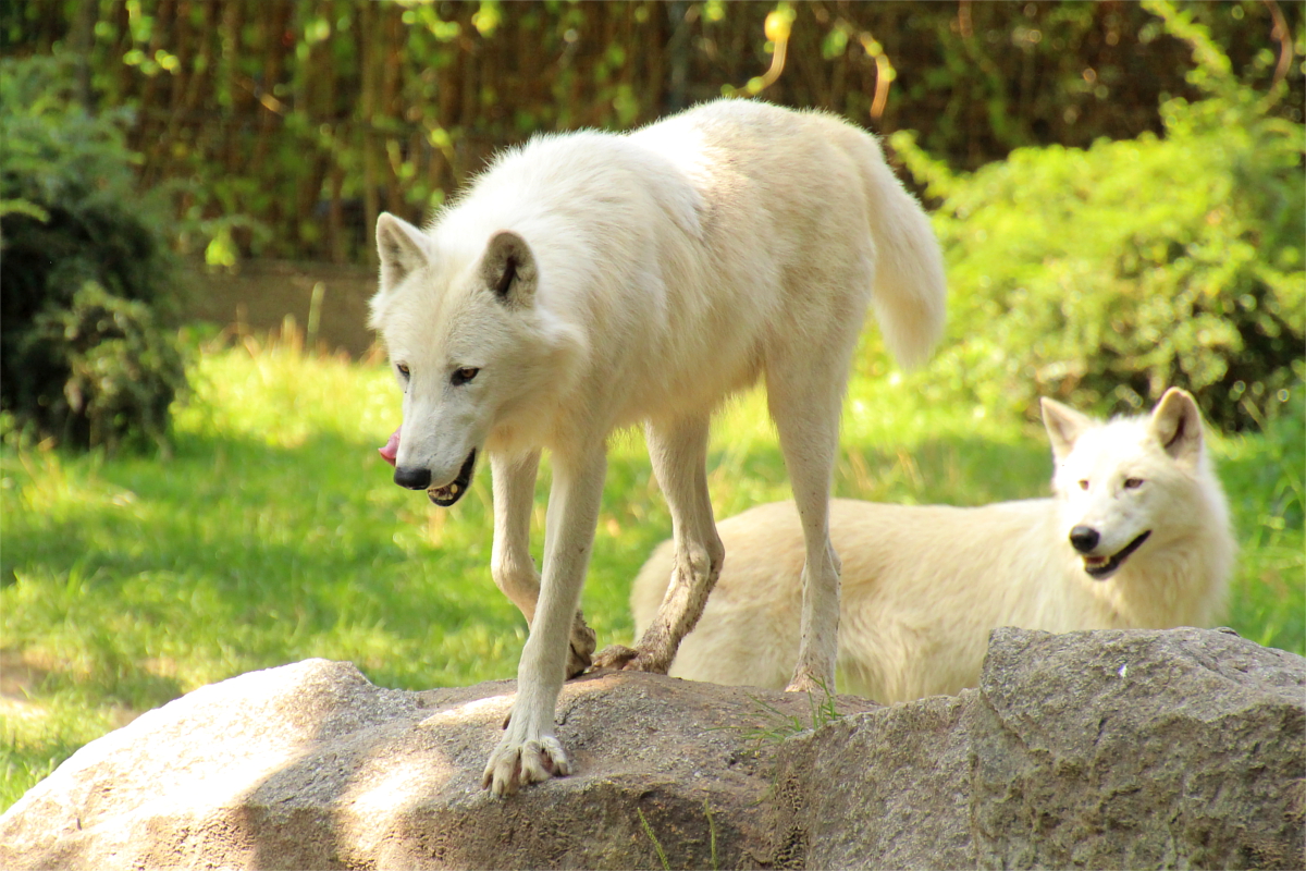 ZooBerlin1408LinaT_all-34