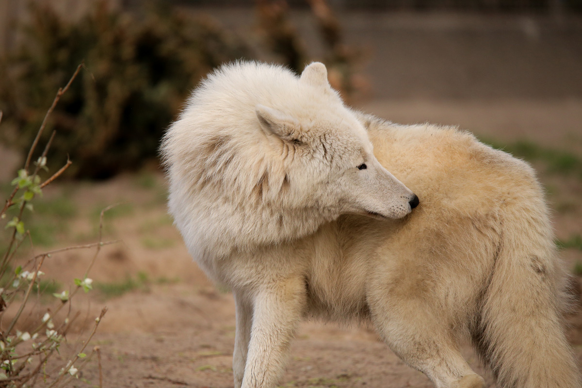 ZooBerlin1704LinaT_all-09
