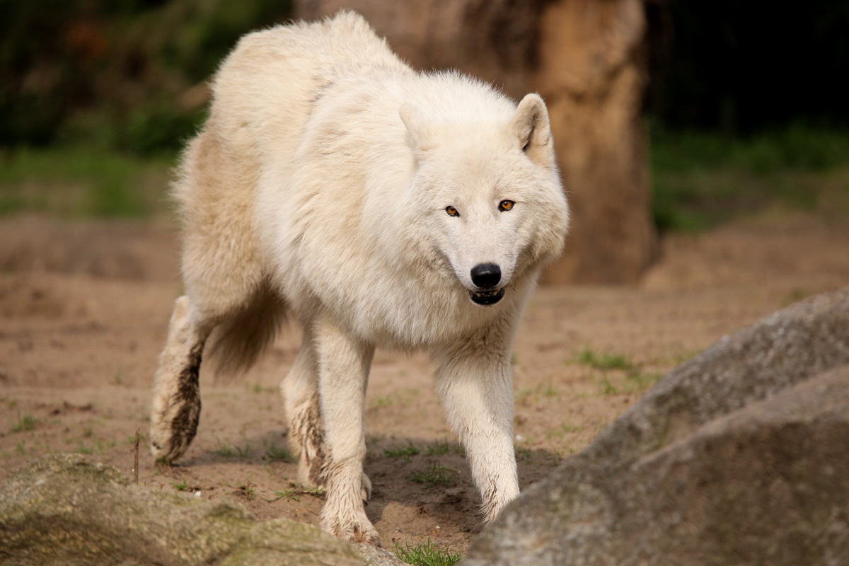 ZooBerlin1704LinaT_all-34