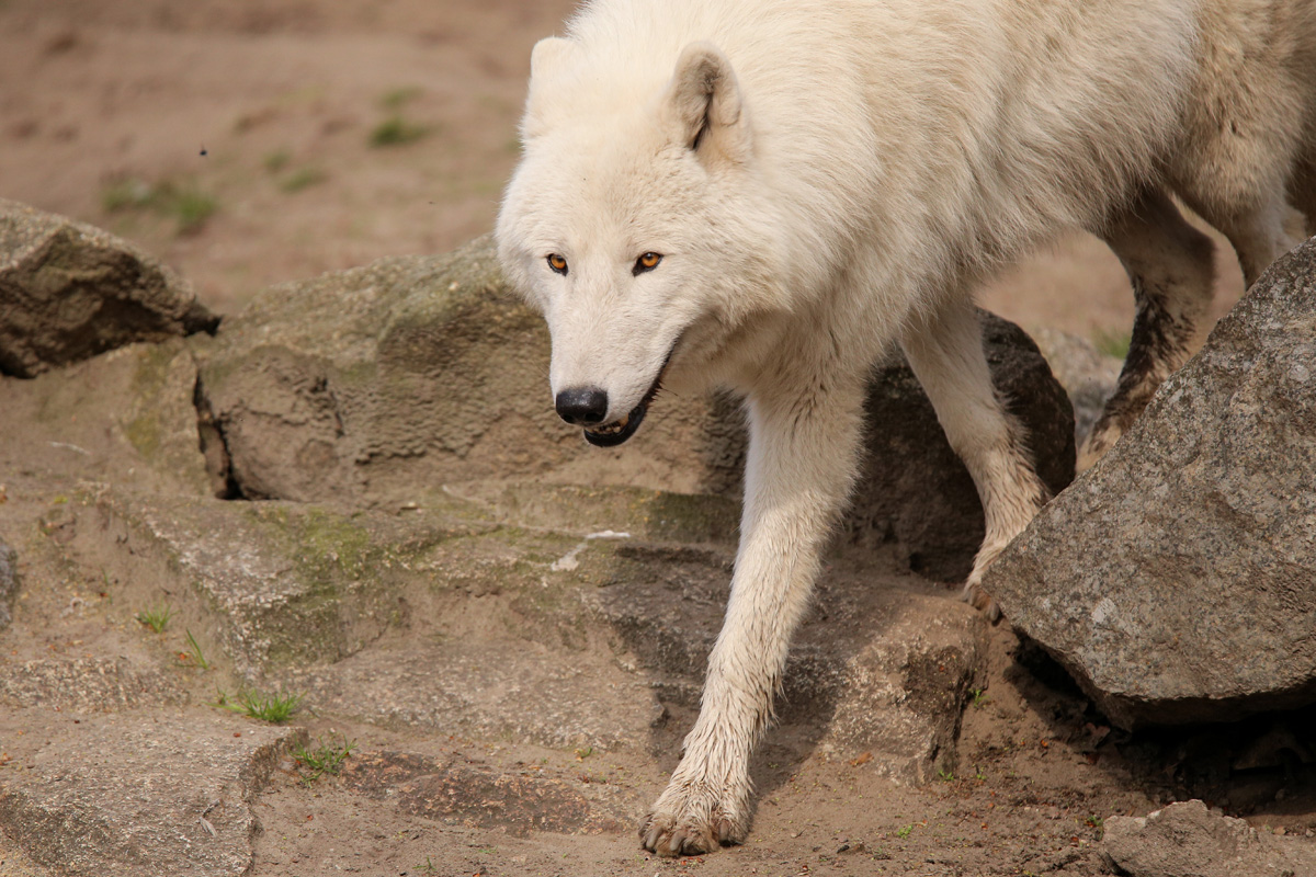 ZooBerlin1704LinaT_all-36