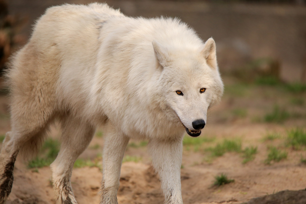 ZooBerlin1704LinaT_all-41