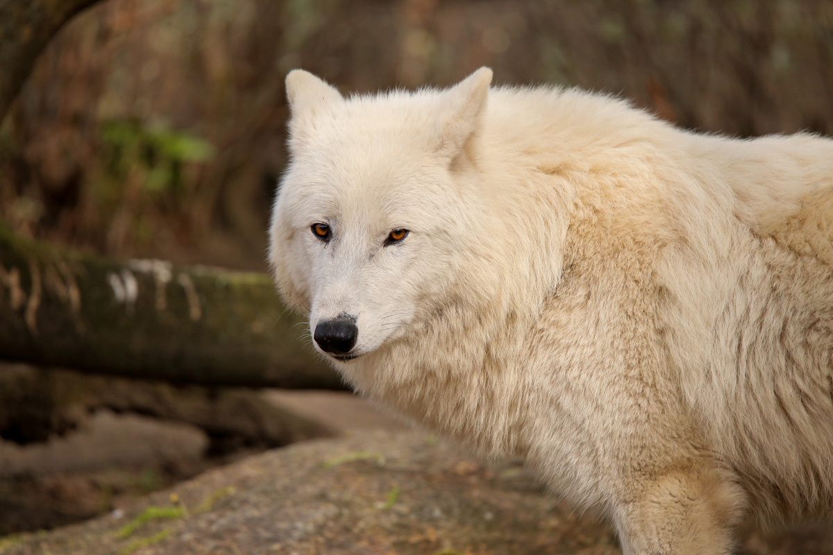 ZooBerlin1704LinaT_all-51