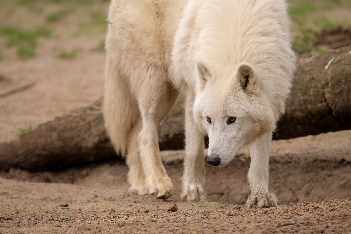 ZooBerlin1704LinaT_all-59