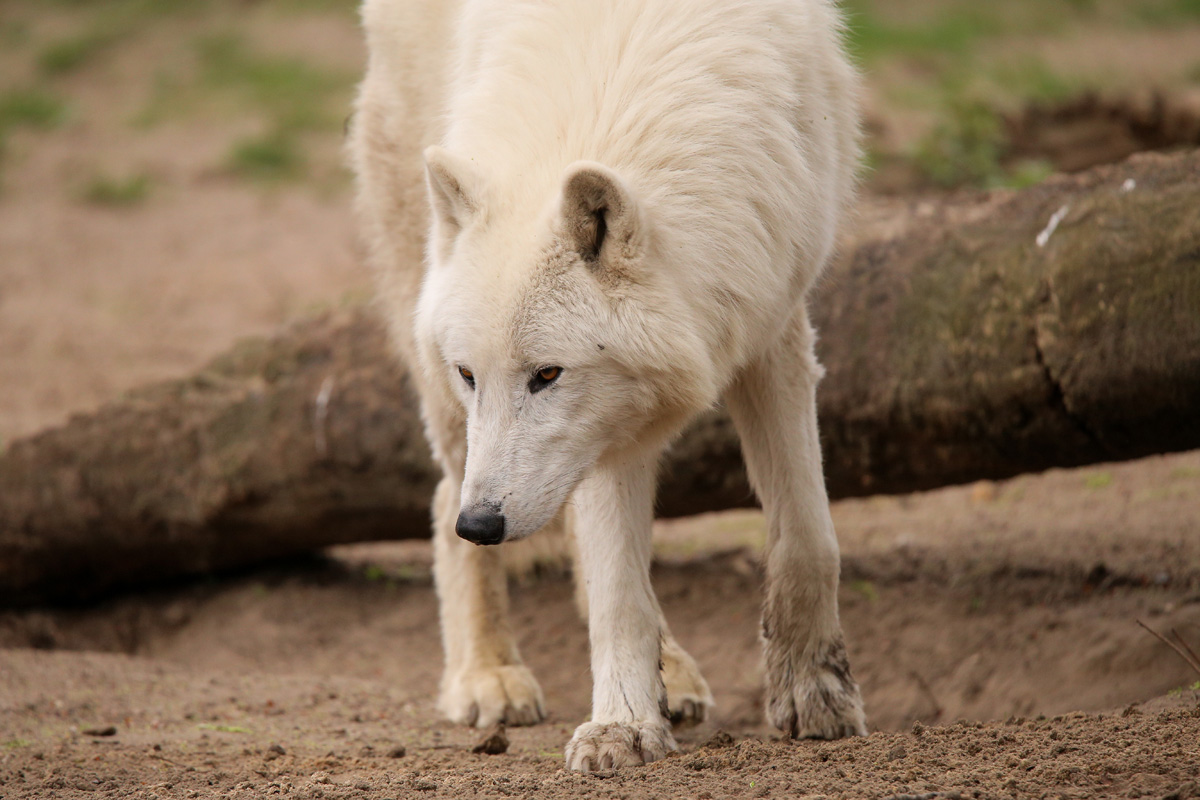 ZooBerlin1704LinaT_all-60