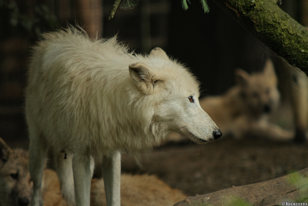 Wolf_Duis1308-01