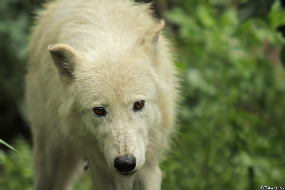 Wolf_Duis1308-02