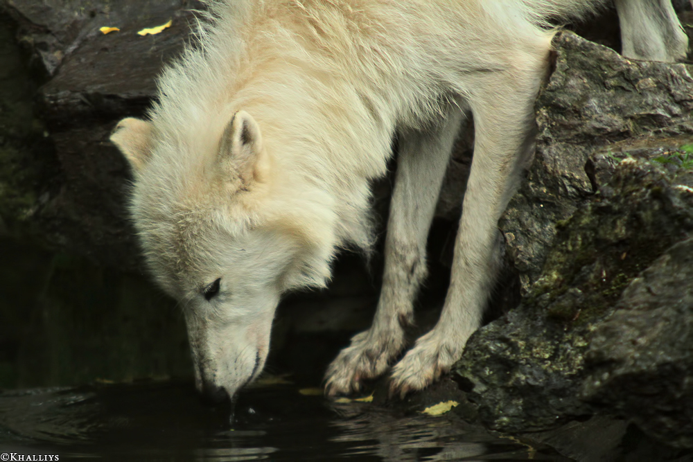 Wolf_Duis1308-07