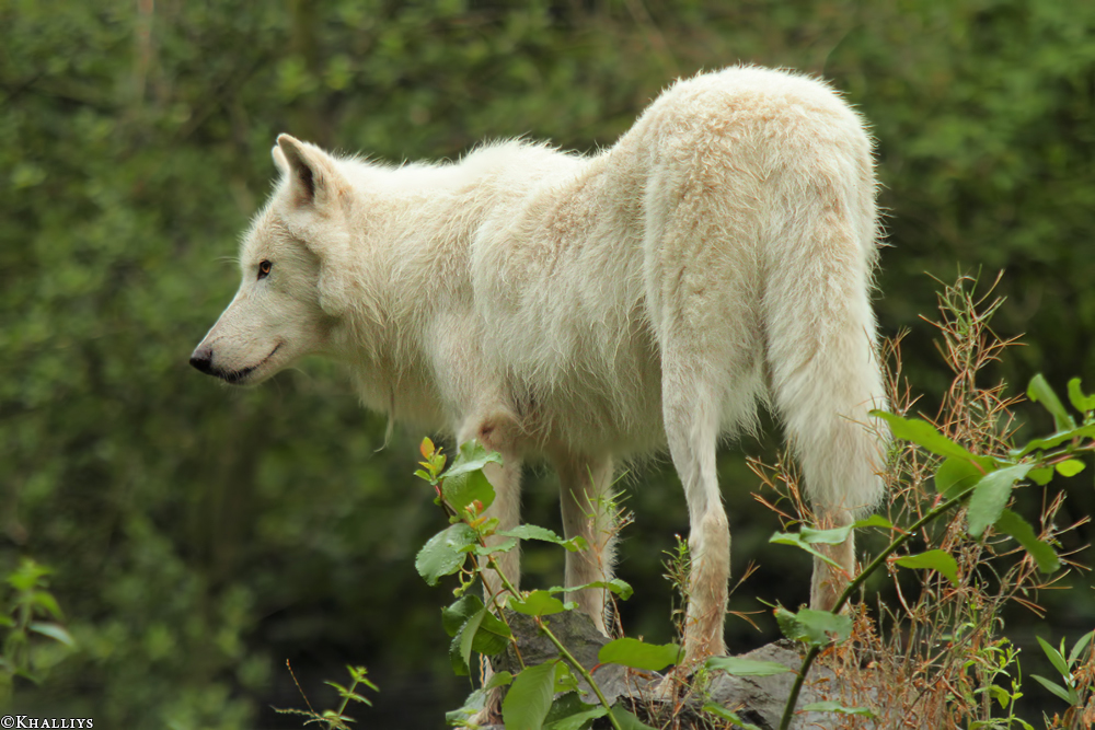 Wolf_Duis1308-08
