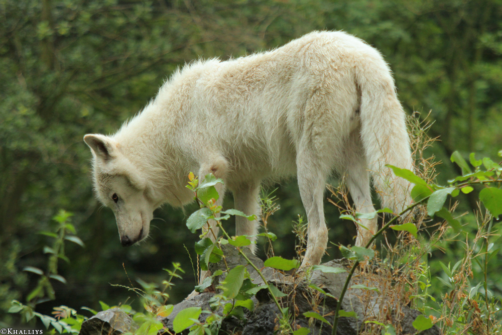 Wolf_Duis1308-09