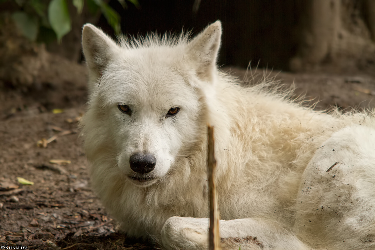 Wolf_Duis1406-Adult-03