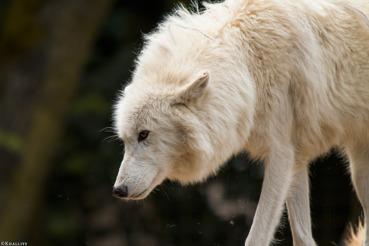 Wolf_Duis1406-Adult-09