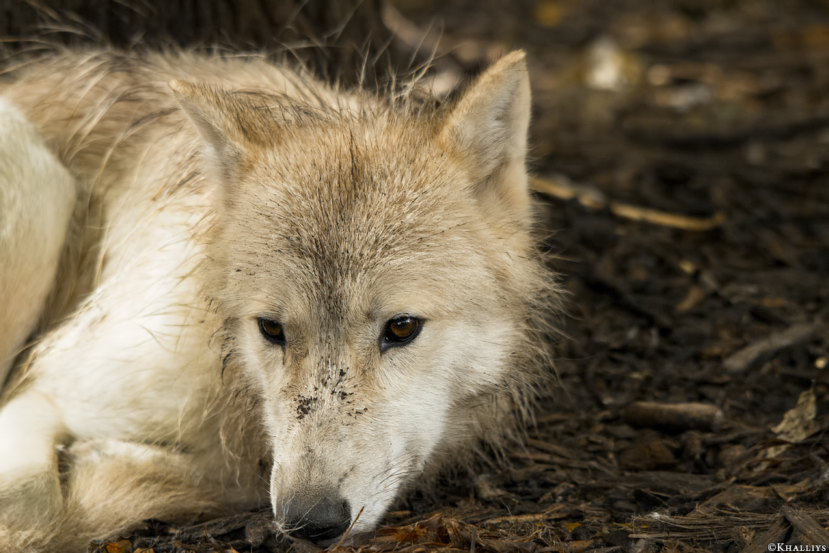 Wolf_Duis1406-Young-03
