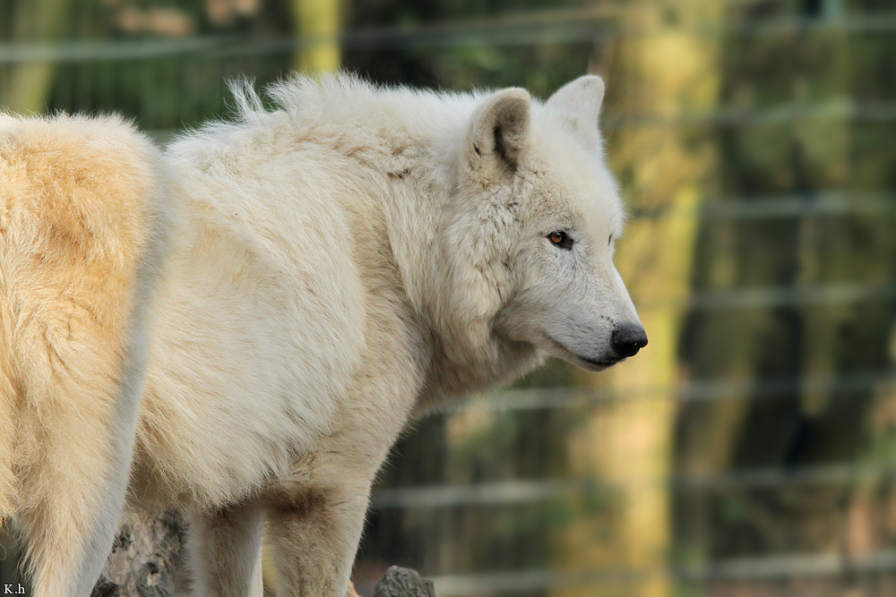 Kati_Wuppertal1203_Dreamer-04