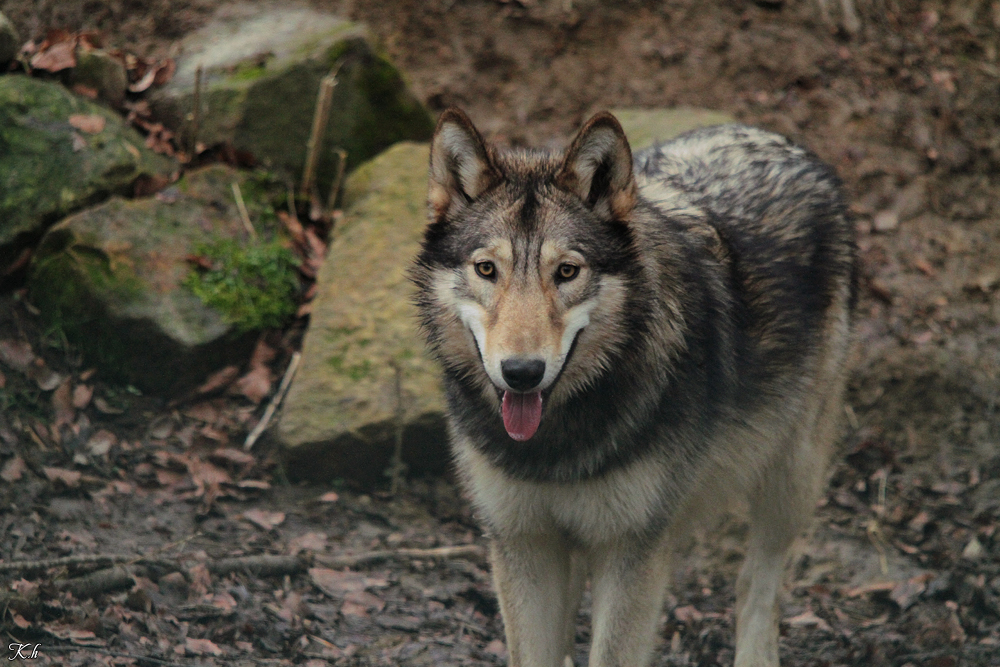 Pup10m11SpringeKati_Akel-03