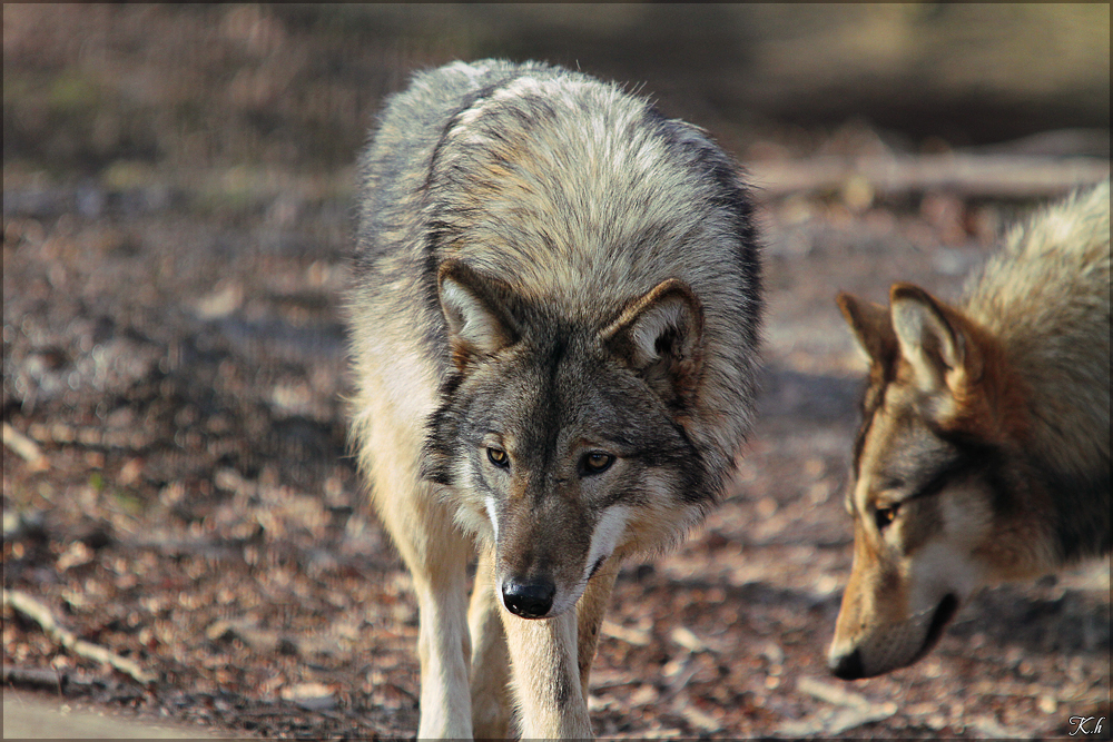 Pup10m11SpringeKati_Yaki-05