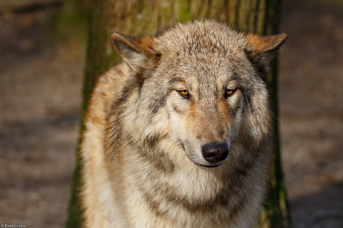Pup10m16MuensterKati_Boromir-02