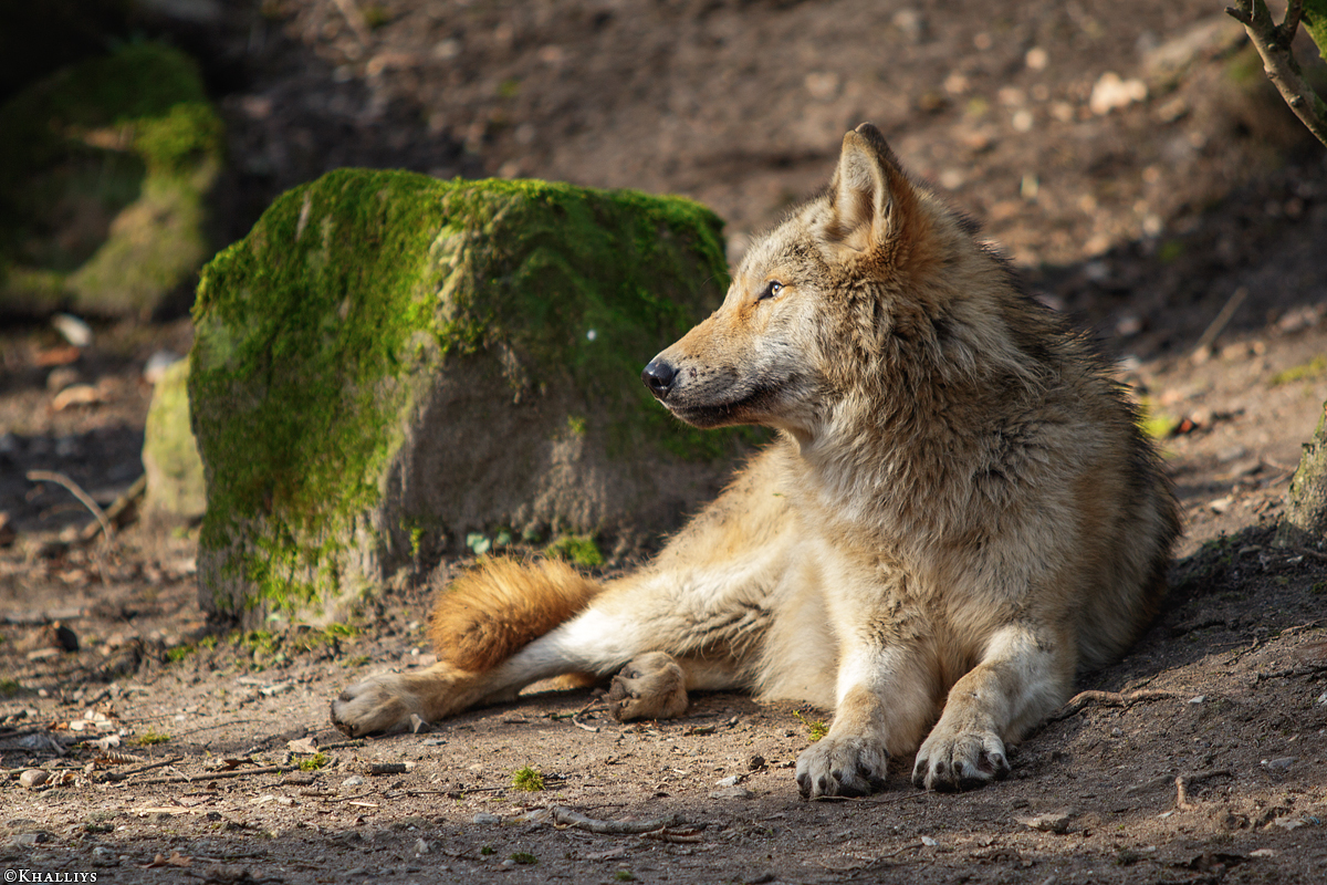 Pup10m16MuensterKati_Gandalf-13