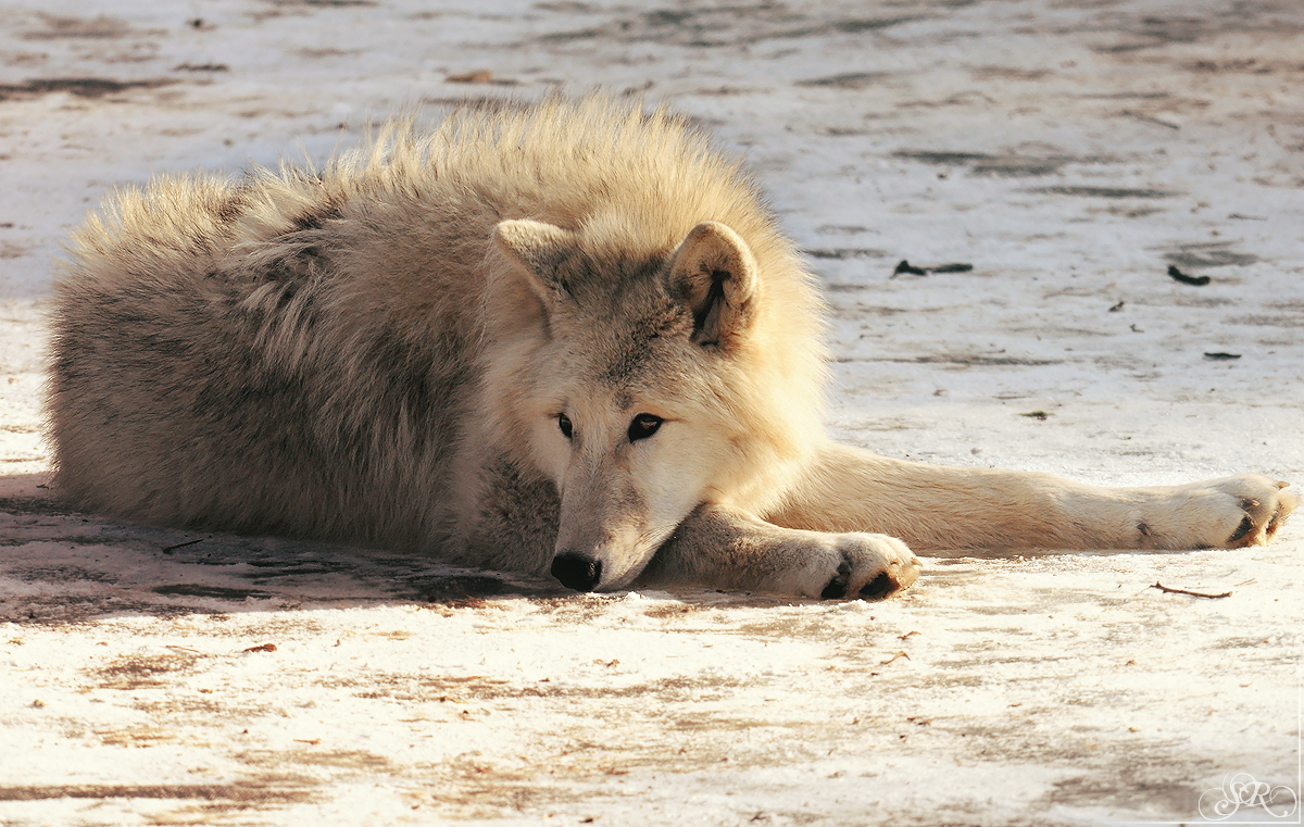 Pup10m12AuheimSas_Aslan-04